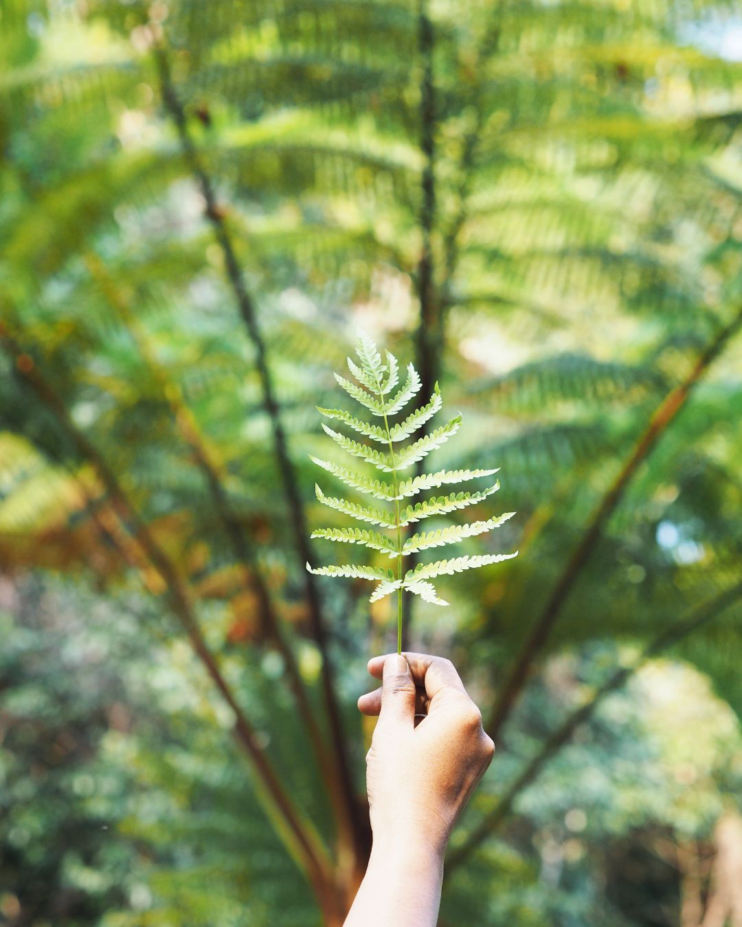 Fern Woman holding fern